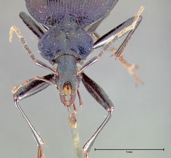 Media type: image;   Entomology 22987 Aspect: head frontal view